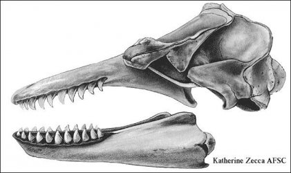 $killer whale skull picture.jpg