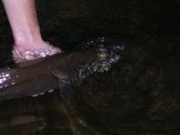 $Fish Breath 2.JPG