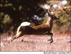 $Awhitetail.jpg