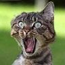 $Cat-Possessed.jpg