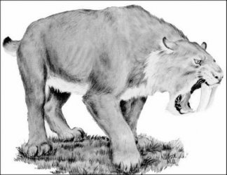 $saber_toothed.jpg