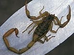 $scorpion_bite_lg.jpg