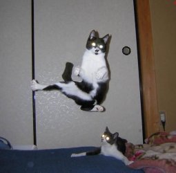 $ninjacats.jpg
