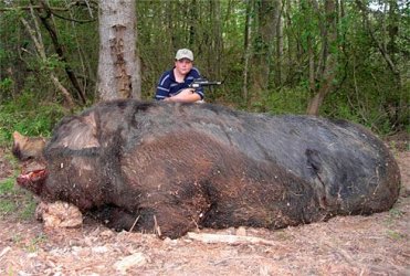 $BIG PIG 01.jpg