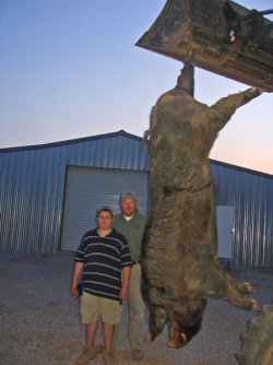 $BIG PIG 03.jpg