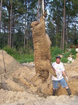 $BIG PIG 04.jpg