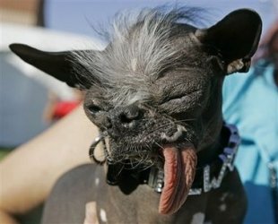 $ugly_dog_cabm109.jpg