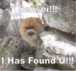 $senseicat.jpg