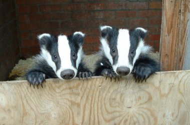 $badger badger.jpg