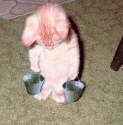 $slave kitty.jpg