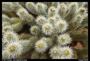 $000 silvercholla 01.jpeg