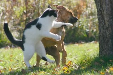 $cat dog fight.jpg