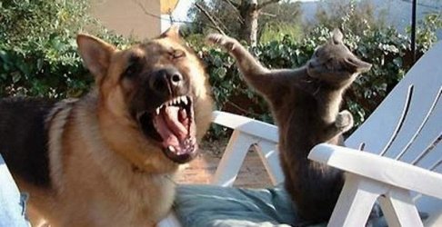 $dog_cat_fight.jpg