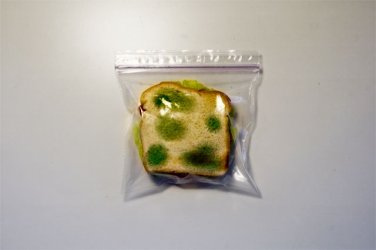 $A MOLD SANDWICH 02.jpg