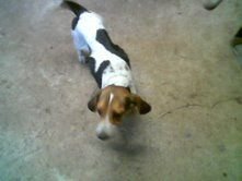 $beagle.jpg