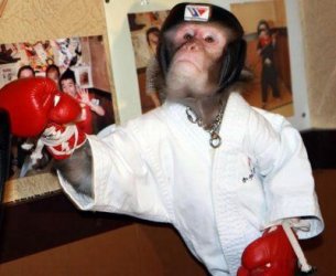 $boxer_monkey_01.jpg