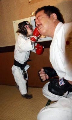 $boxer_monkey_06.jpg