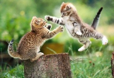 $kitty fight.jpg