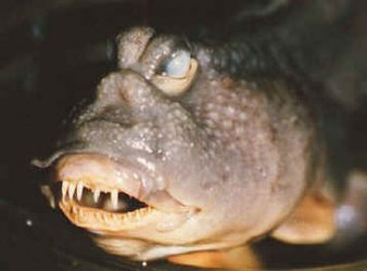 $Ugly Fish.jpg