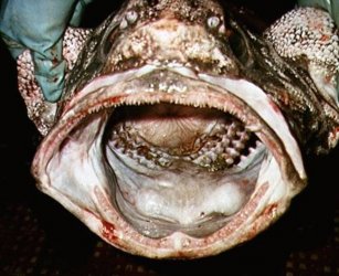 $ugly fish 01.jpg