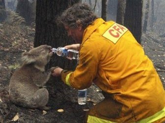 $KOALA.jpg