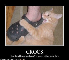 $funny-pictures-cat-hates-your-shoes.jpg
