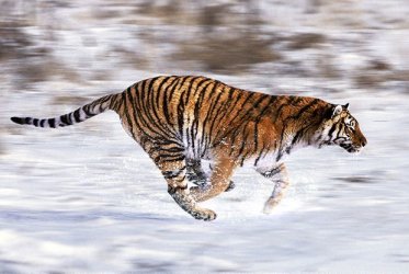 $run tiger.jpg