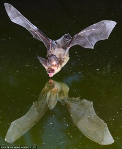 $bat1.jpg