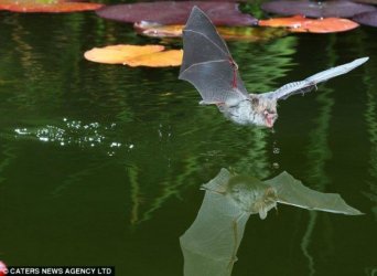 $bat3.jpg