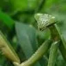 PrayingMantis
