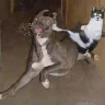 daifu