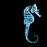 Seahorse23