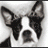 Mollydog