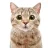 Bobbycat