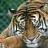 Tiger@heart