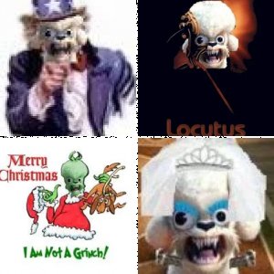 Evolution of Chew