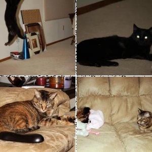 Animals