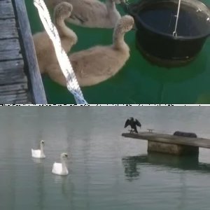 Wildlife