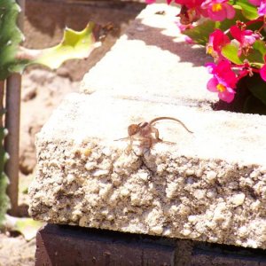 Geeko Ledge Facing 100 0968