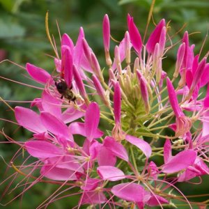 Purple Flower Bee