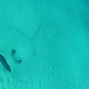 Stingray lurking. Perspective is difficult, but this guy is about 5 feet across the wings.