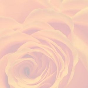 Einklang Rose Background