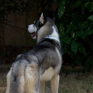Koda the Siberian Husky. We took him in for about a month for a family in the throes of splitting.  Poor animal had been babied muchly but also neglec