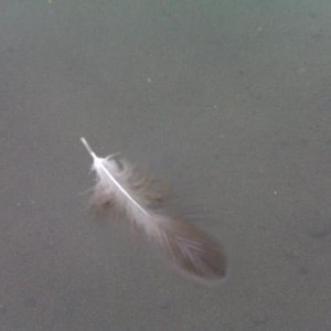 A feather floating ...