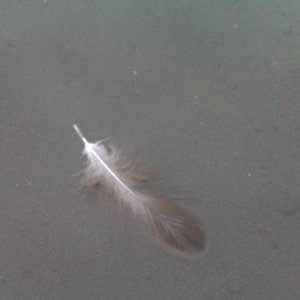 A feather floating ...