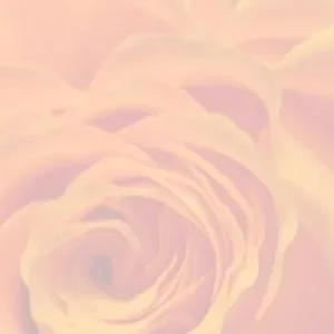 Einklang Rose Background