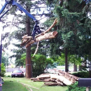 The timber was loaded onto some never-again plush lawn for cutting and splitting.