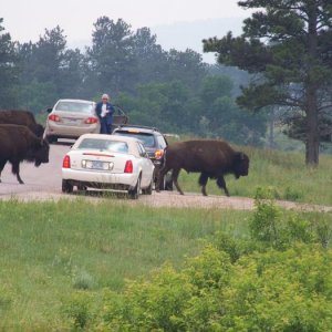 Custer Park - Buffalo in the road