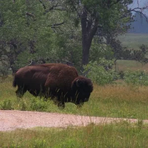 This was one big Buffalo