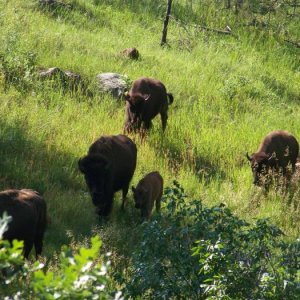Custer Park - Driving through the park on way home - More Buffalo